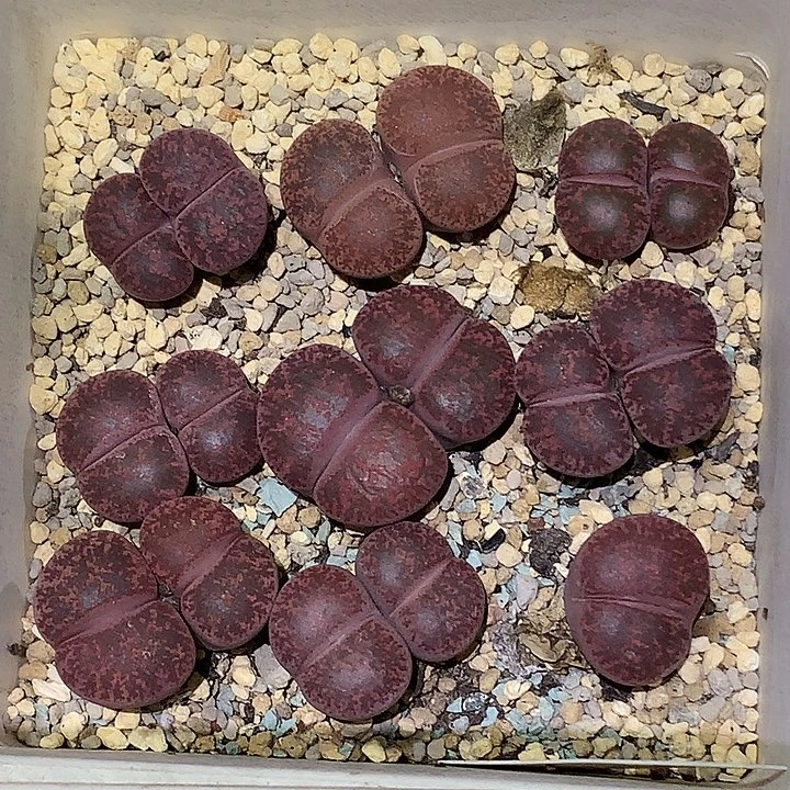 精品多肉植物精品酒红紫勋