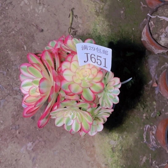 651倾城嫁接的多肉植物