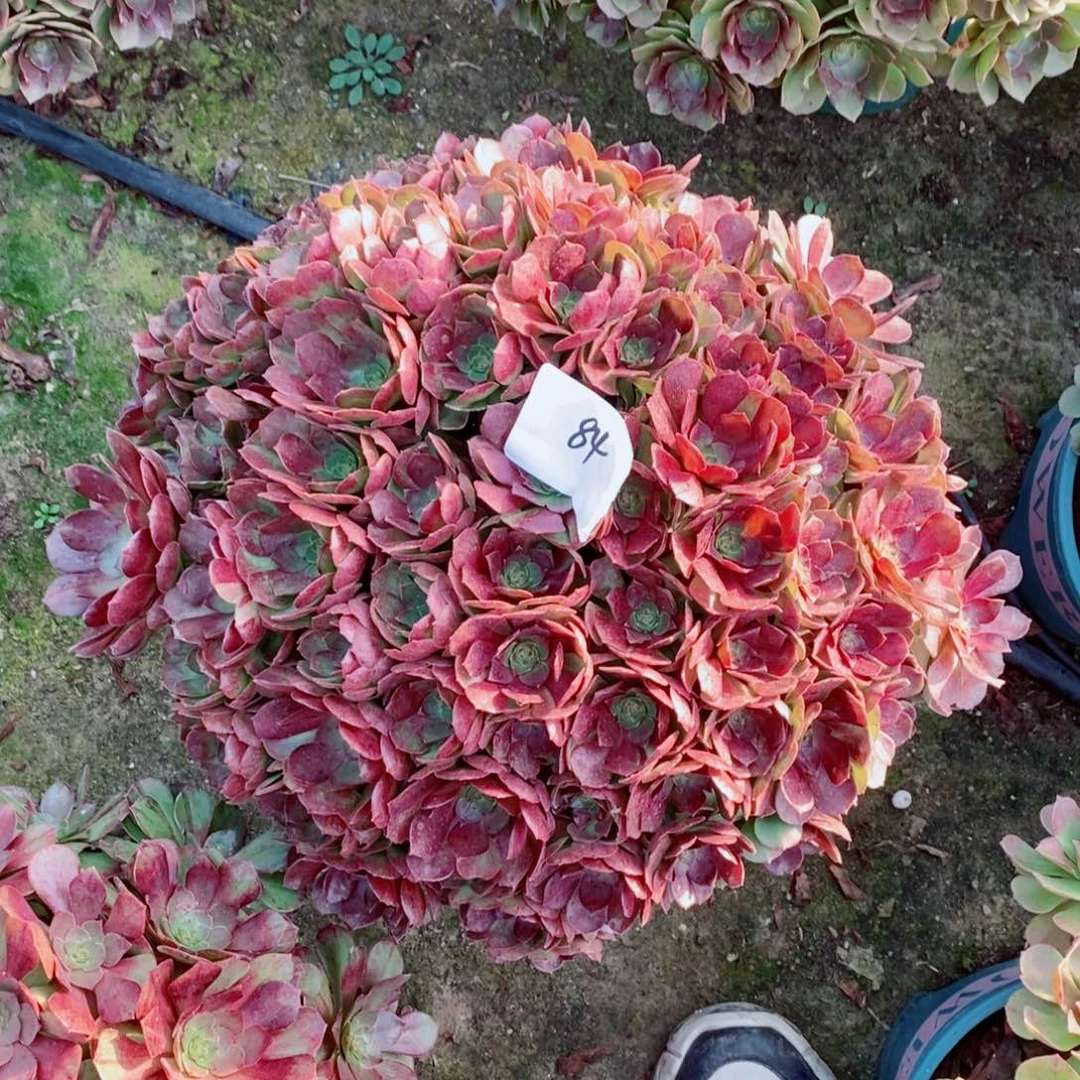 完全开放84号万圣节1颗多肉