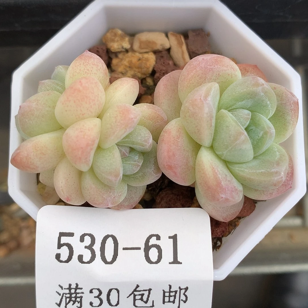 61。小脸冰玉4.5cm。开播福利