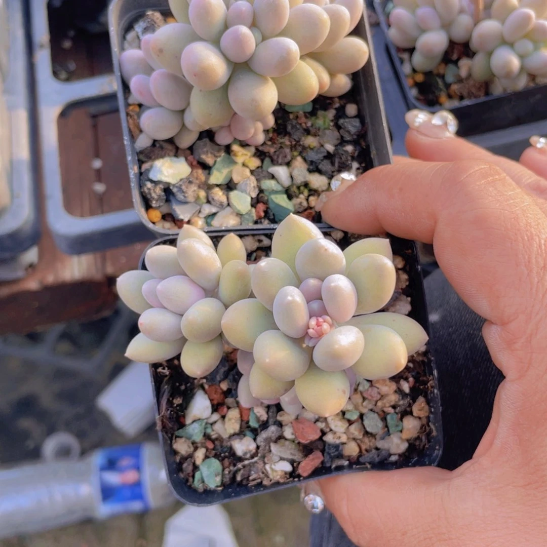 多肉植物多肉植物