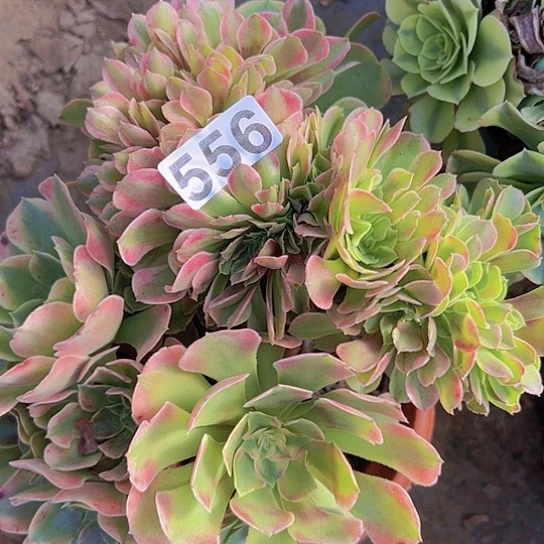 乐***杰多肉植物一个香非