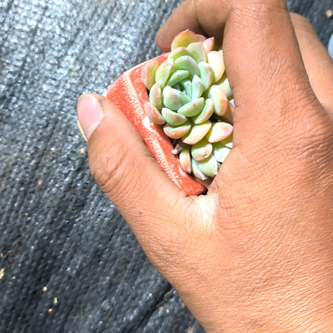 满6元包邮，水莲群