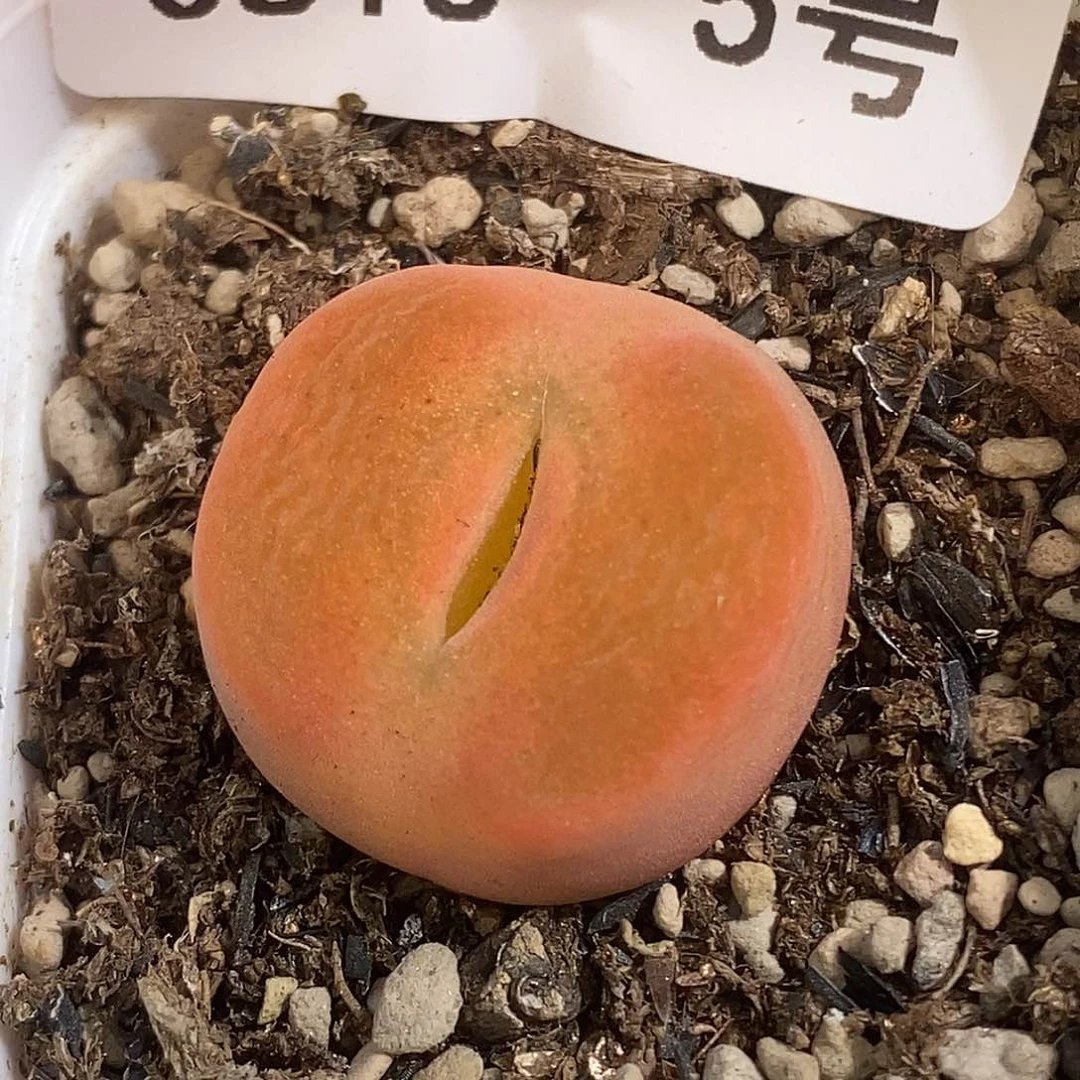 0818-5-蟠桃一颗。