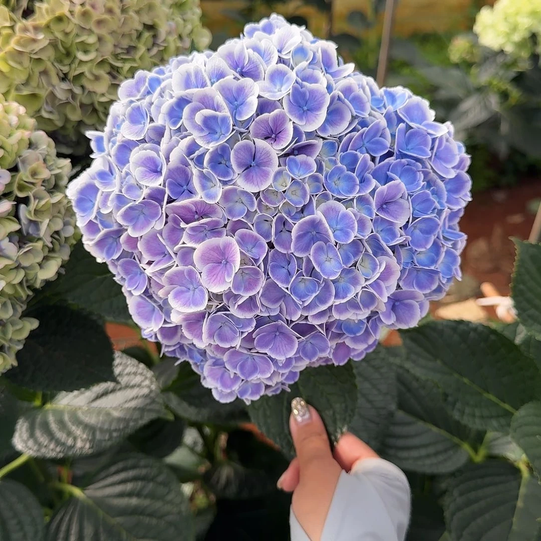 195号绣球（3单顺丰冷链包邮）