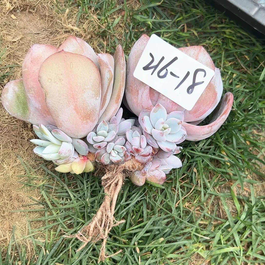 大*李216-18奶茶多头多肉