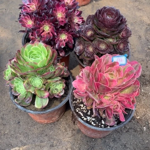 612多肉植物组合