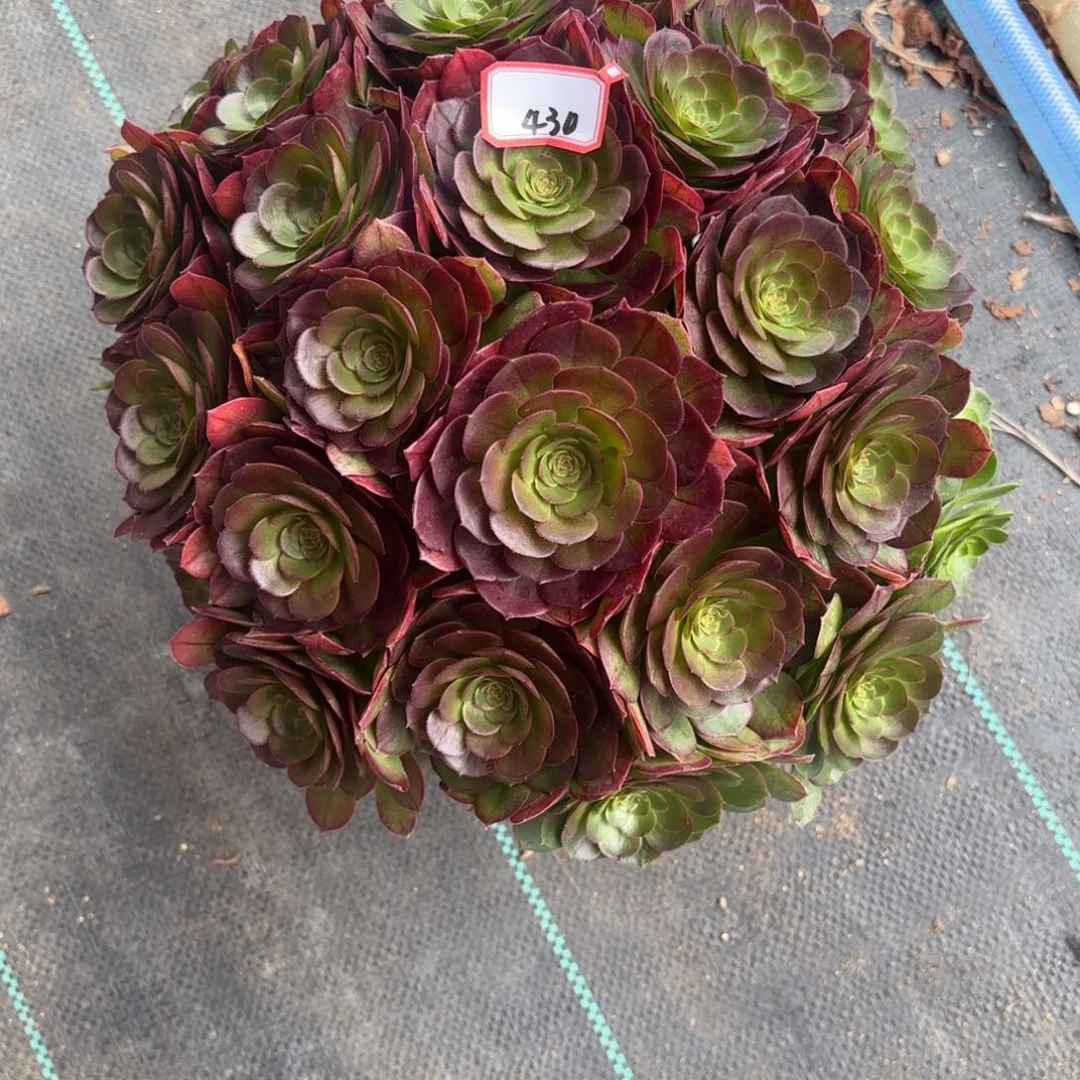 430万圣节朵朵多肉植物