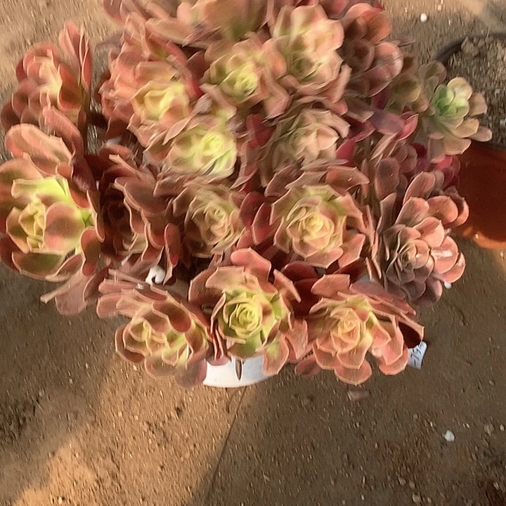 910美杜莎多肉植物法师