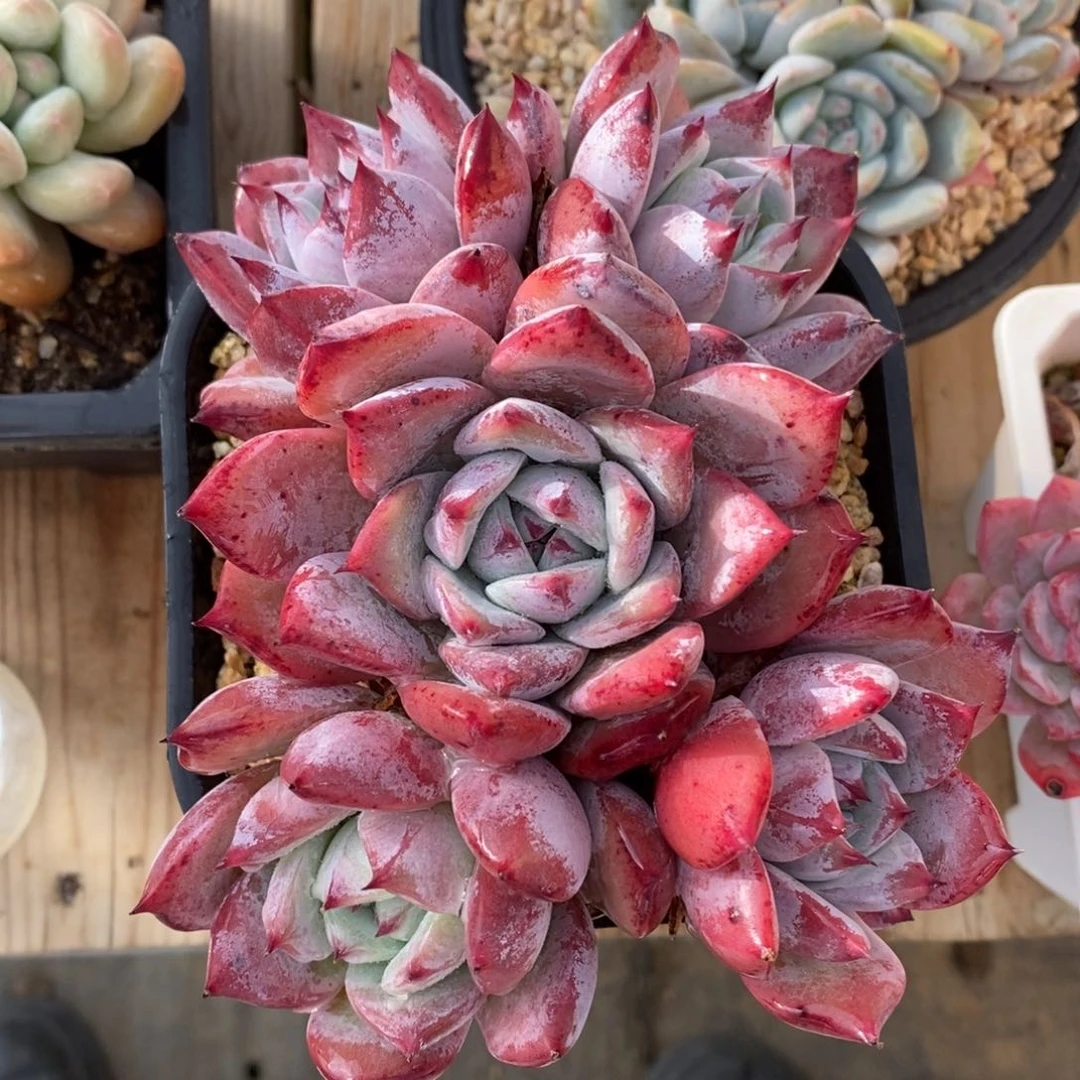 自助下单一物一拍多肉，下滑更多品种选择