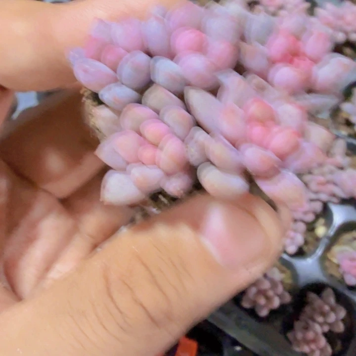 蓝舌香水五颗一组