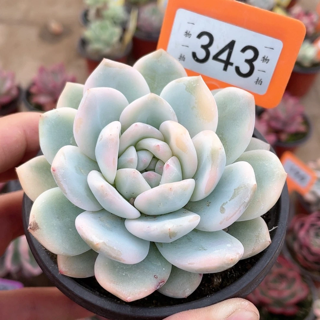 【闪购商品】343号