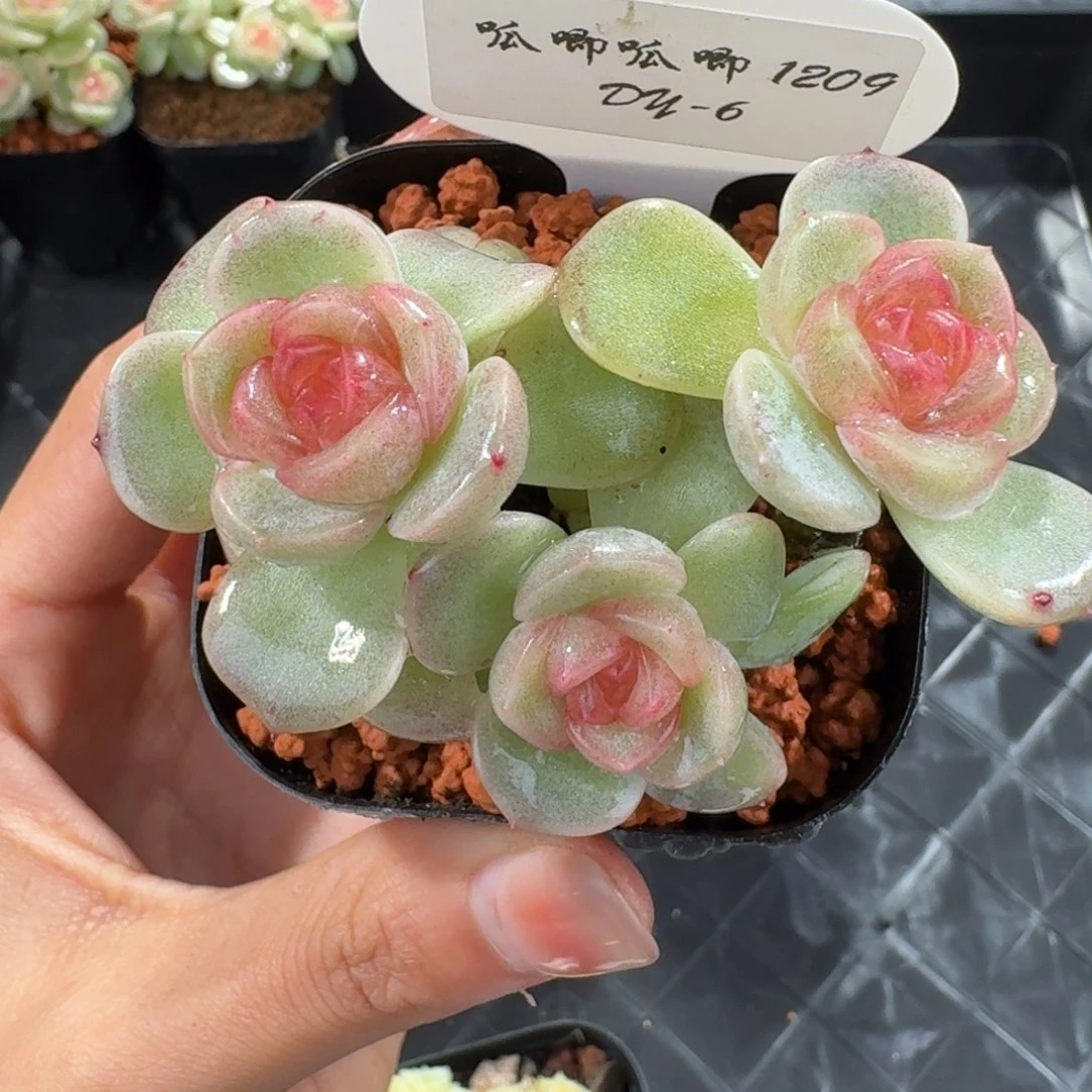 1209-6-霓裳三头量拍多肉