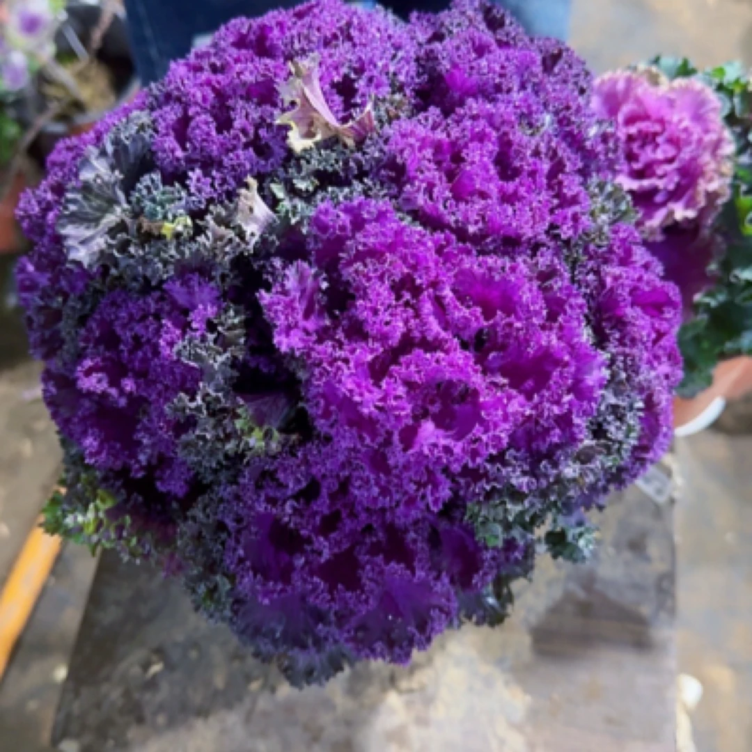 羽衣甘蓝变色紫水晶