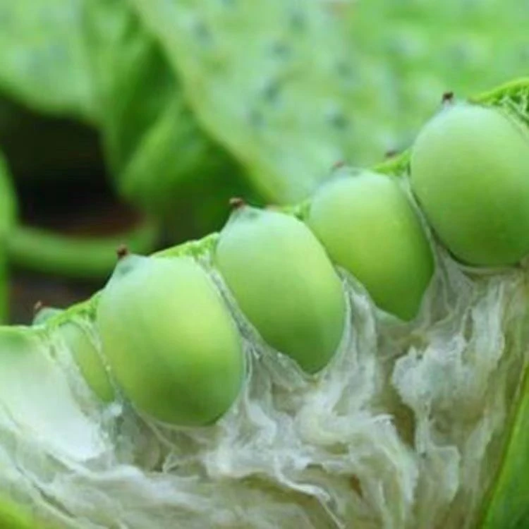莲蓬嫩莲子生吃现摘莲子米湖北当季莲子米生吃带壳