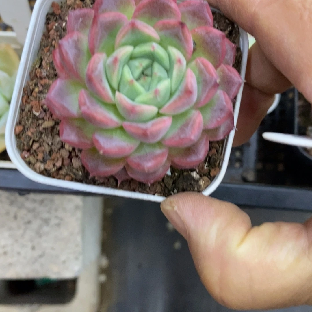 精品多肉一物一拍不包整89