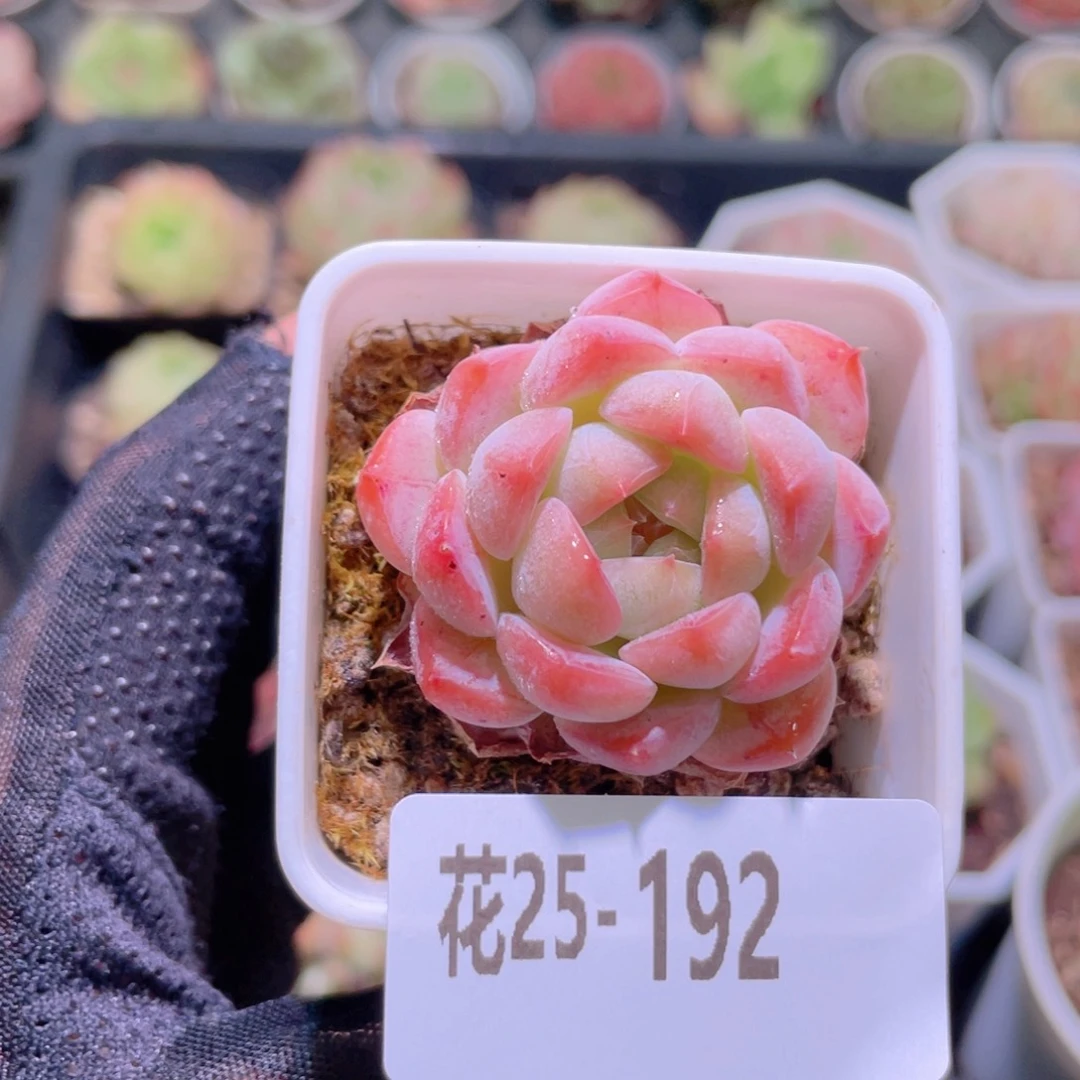 花利美25-192白桃汽水