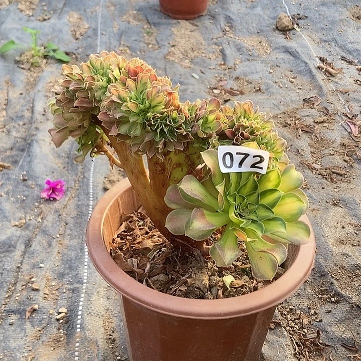 072韶华老庄缀化老板子