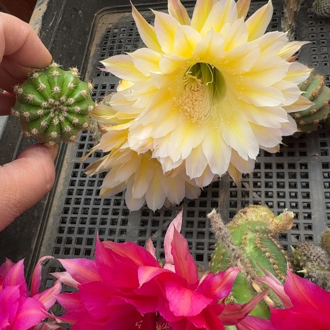 206彩草雪莲歪无根侧牙4公分左右，20包邮