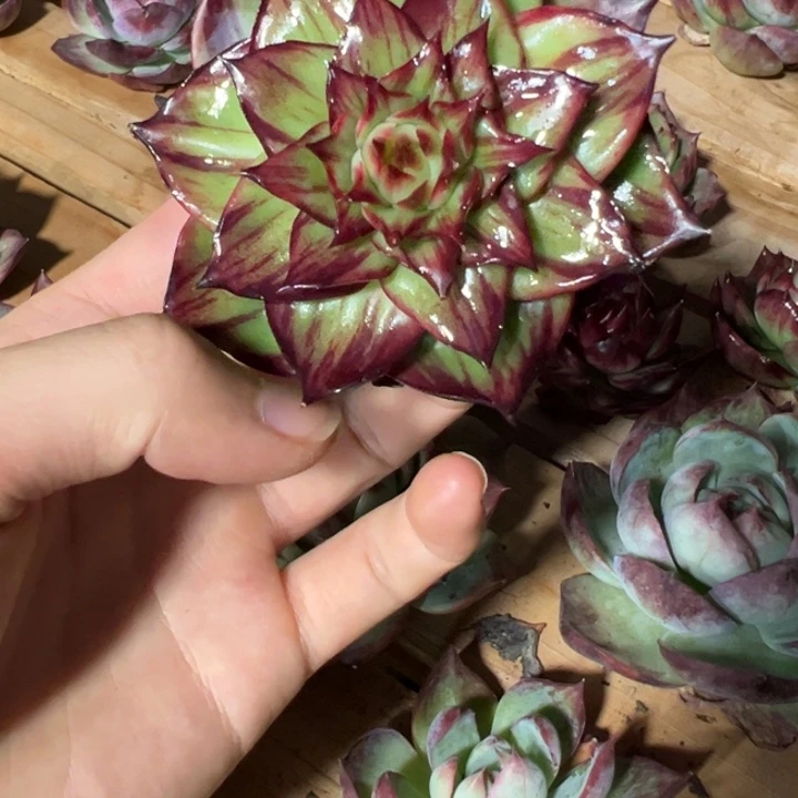 惊鸿仙子多肉植物