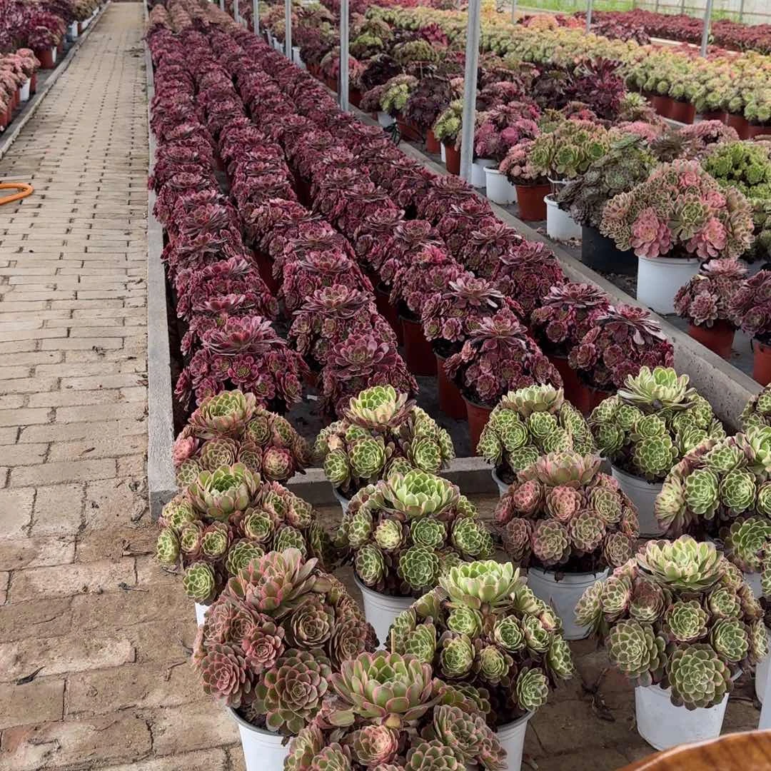 小***点多肉植物法师盆2个