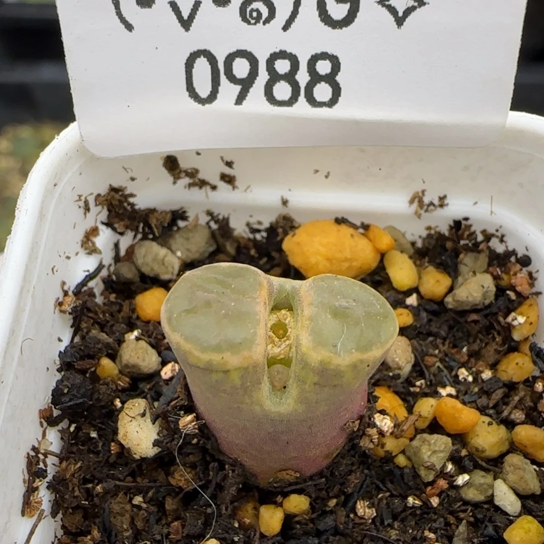 0988。雪花磁铁。。。。。