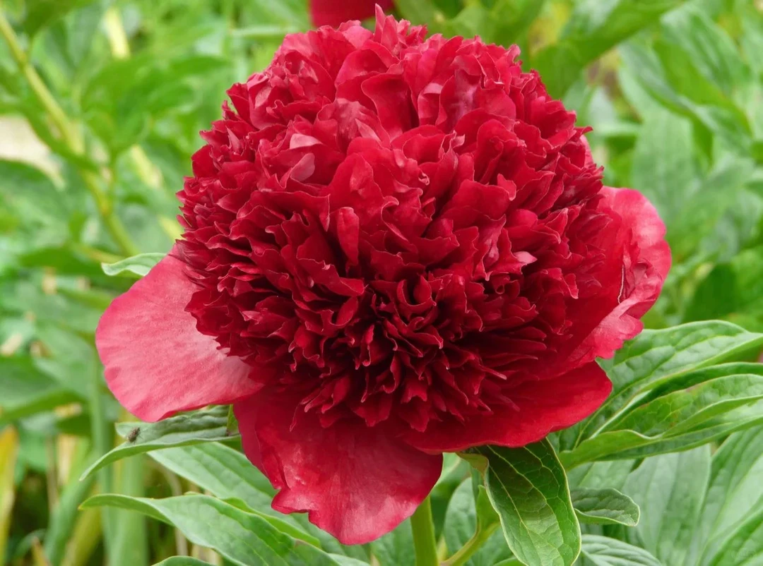 【红色魅力】芍药花苗；重瓣观赏花卉 基地直发，对版发货