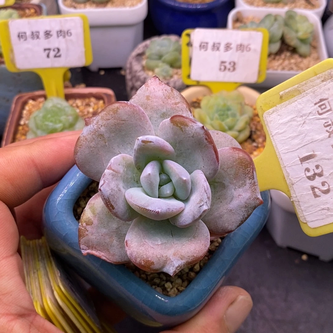 3132奶茶小老桩单头