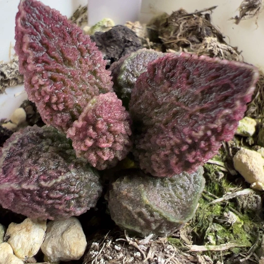实生新品多肉植物水泡多肉植物水泡