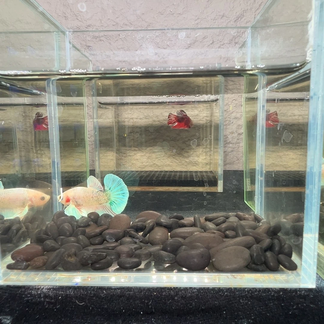 斗鱼阿浩泰斗15日97