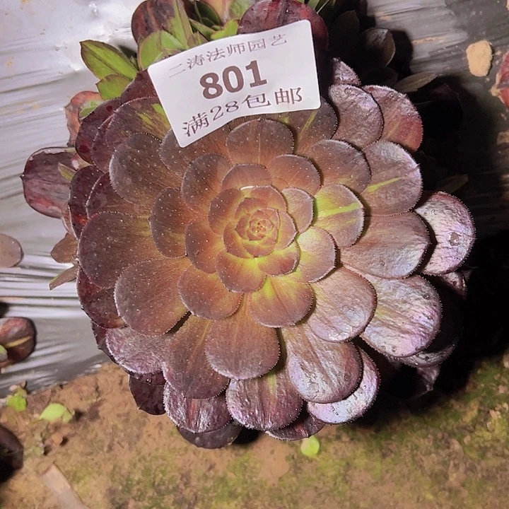 801花月夜多肉植物