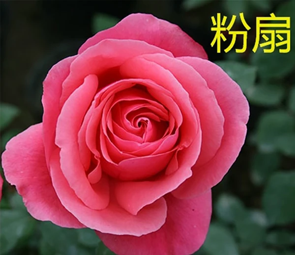 大花月季粉扇玫瑰花月季盆栽多季开花室内庭院阳台大花浓香