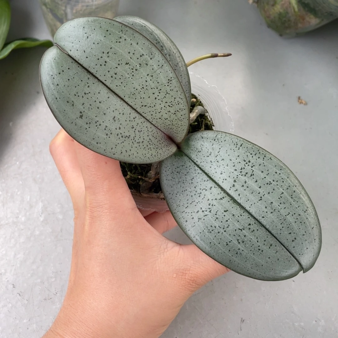 当前无花栽培后可以开花2.5超银西兄弟交