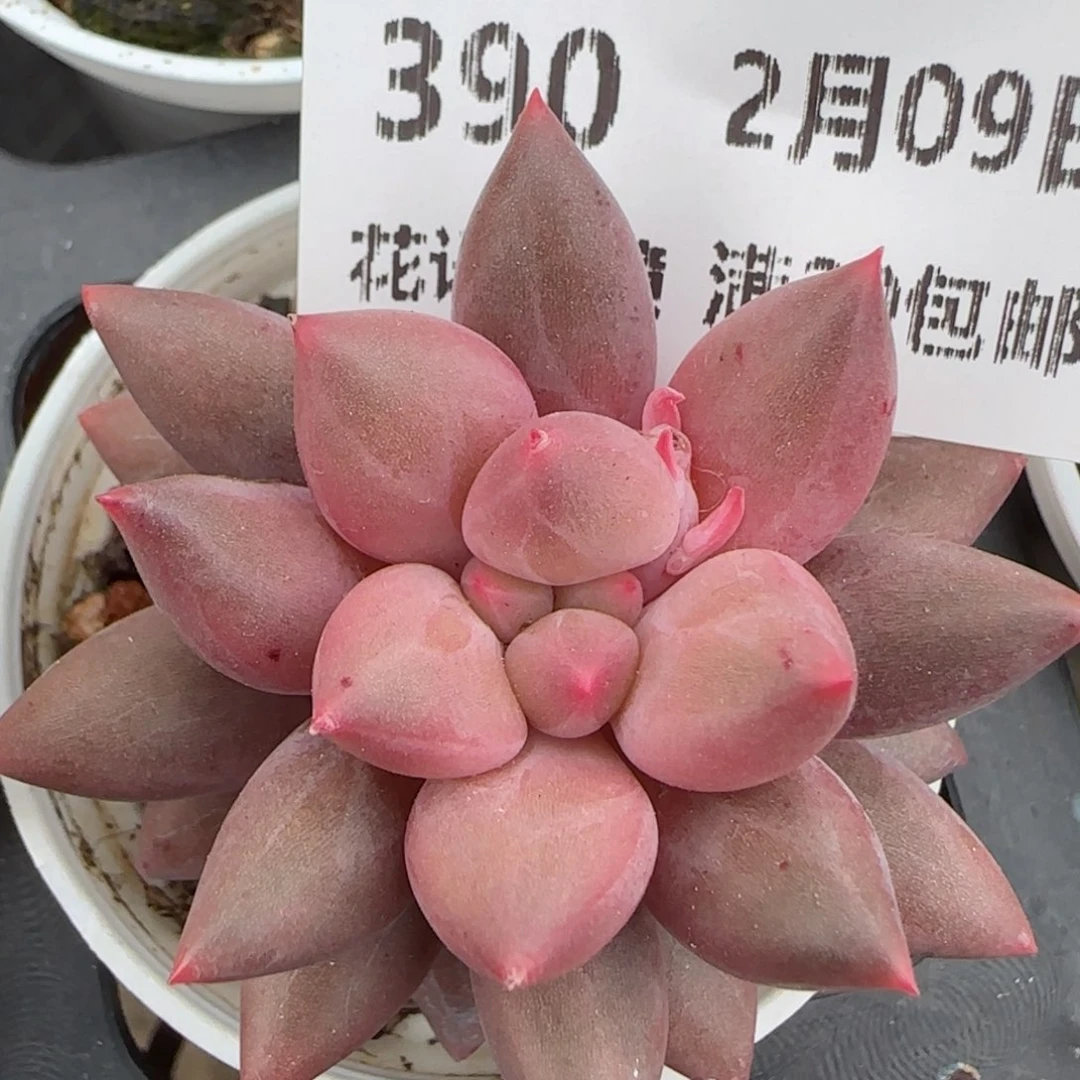 花语逸境0209-390