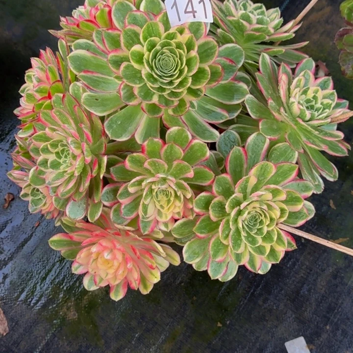 00000000141孔雀翎