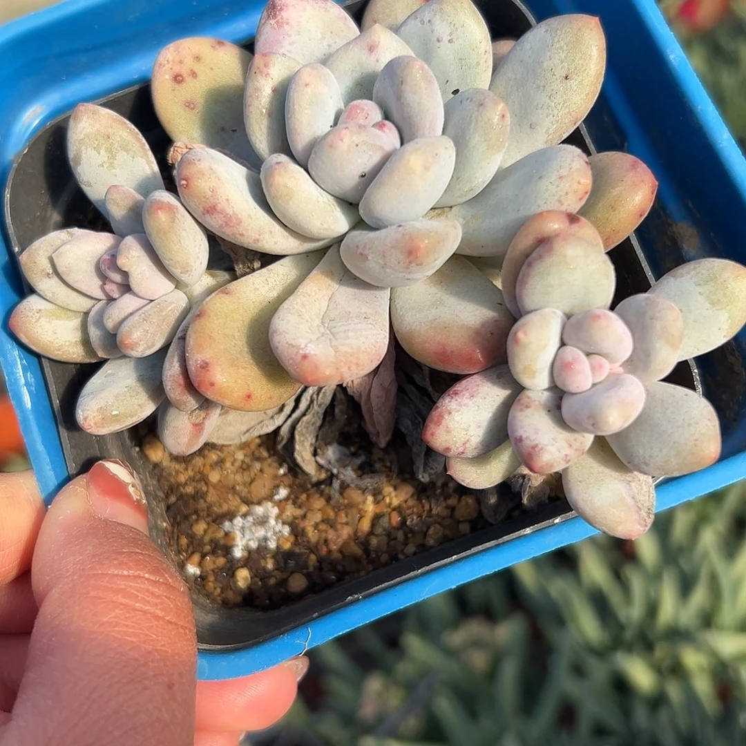 多肉植物香水老庄