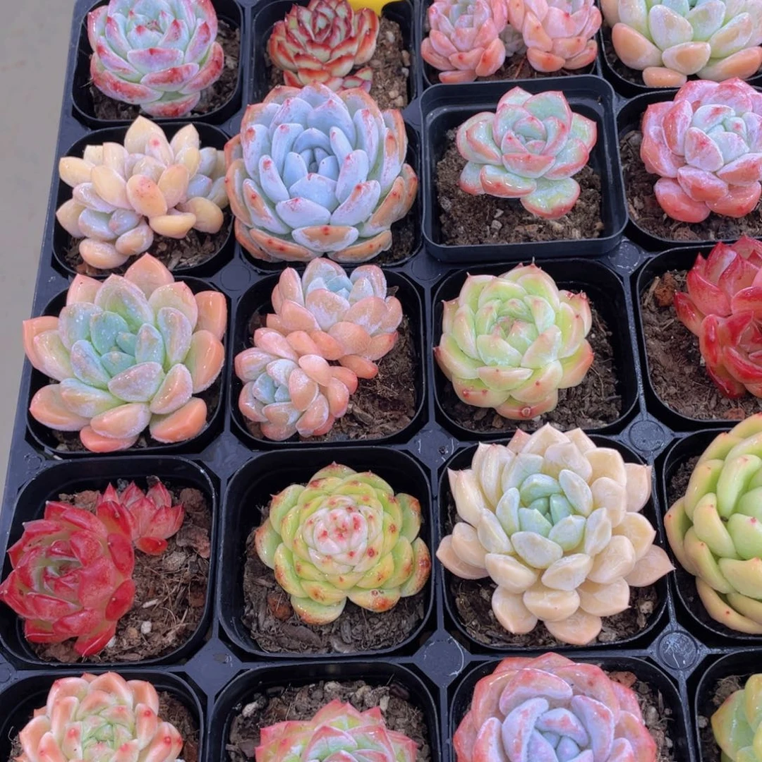 89号 开播福利高货美肉精品五个