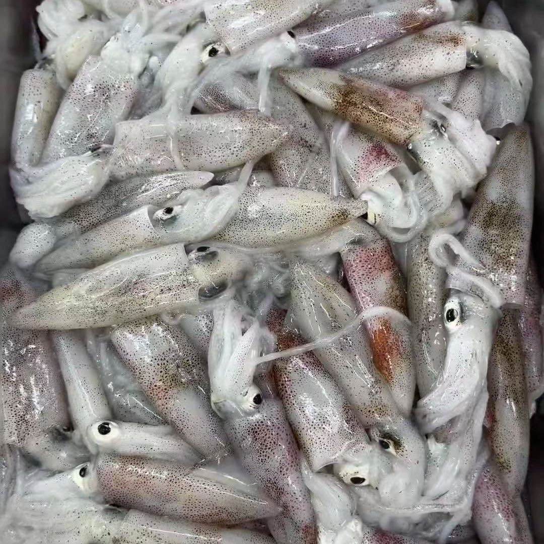 海捕小管小鱿鱼海鲜厦门顺丰发货