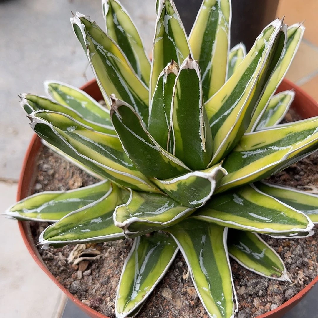 大辉山龙舌兰一物一拍