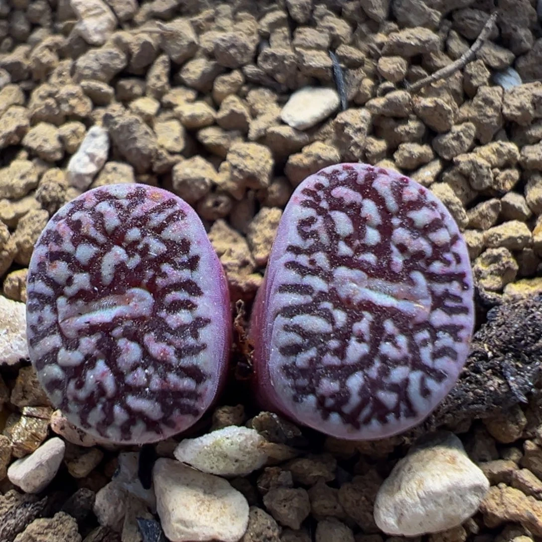 19多肉植物百科植物