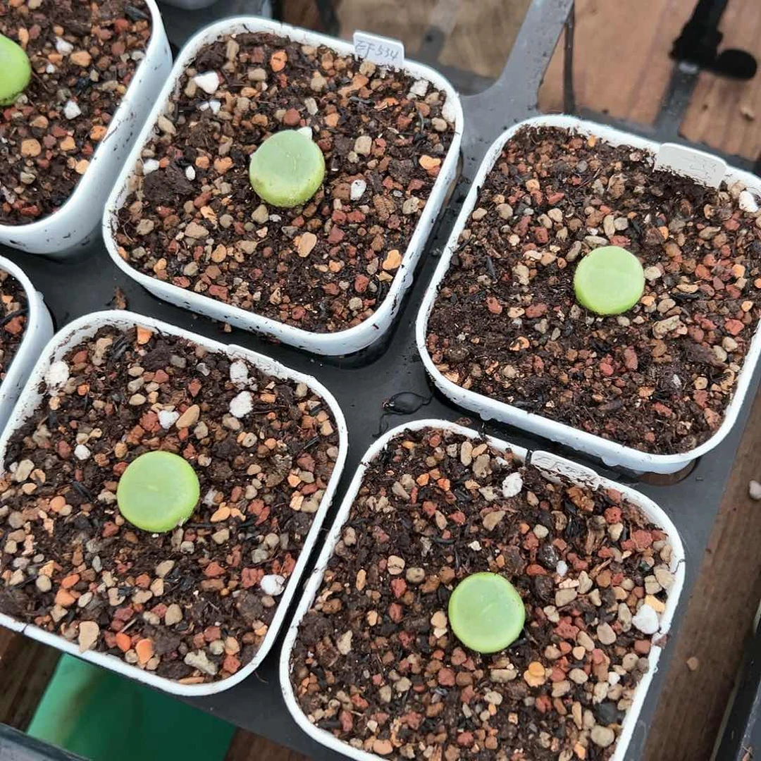 春**暖大王拉登x4 多肉肉锥