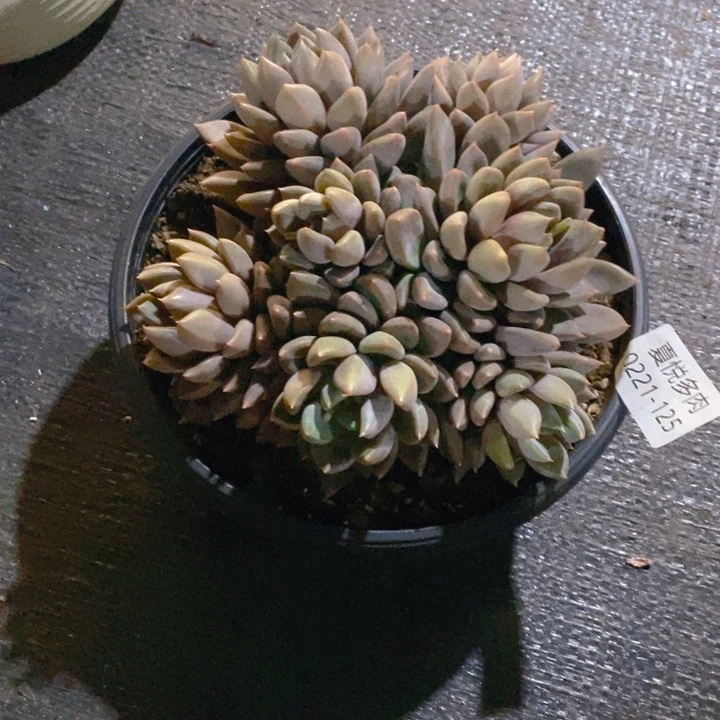 ʕ****夏悦多肉 0221-125象牙