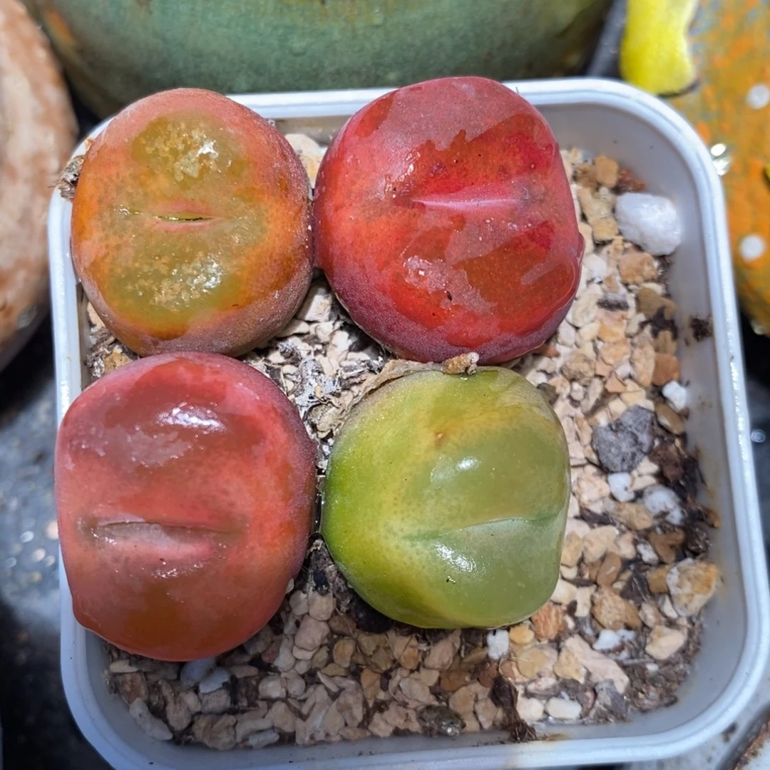 彩蟠桃一颗。 买三送一。     大于2厘米。