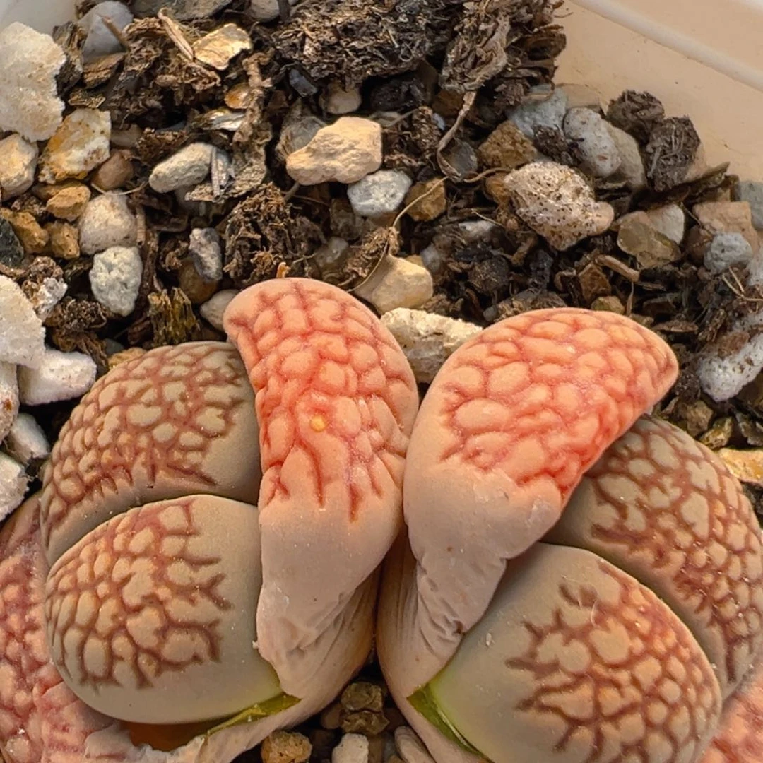 57多肉植物百科知识