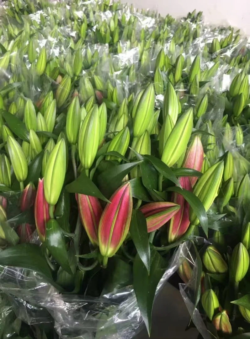 【牛牛鲜花】百合福利   云南基地昆明现采现发
