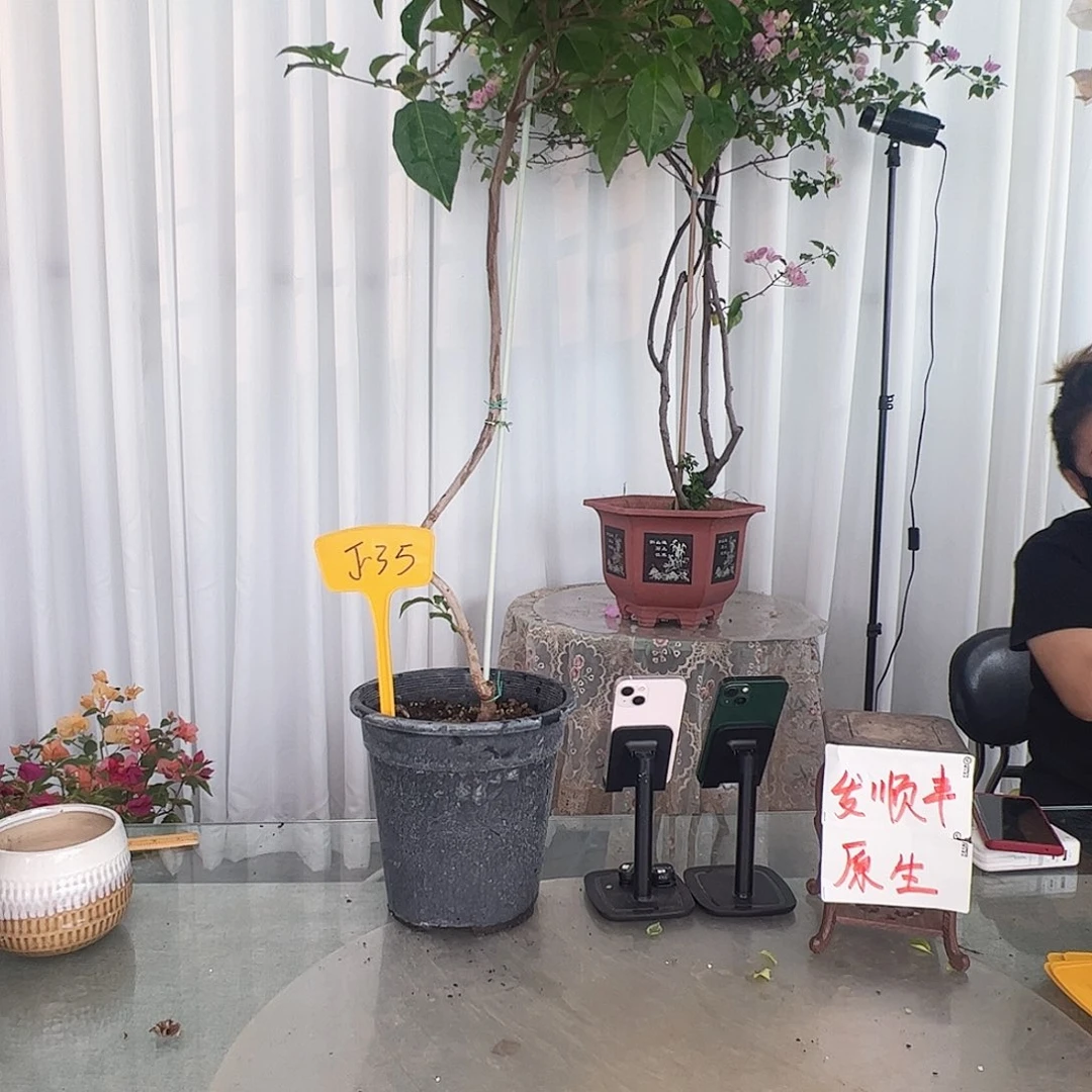 当前无花栽培后可以开花L*J35巴西紫棒棒糖