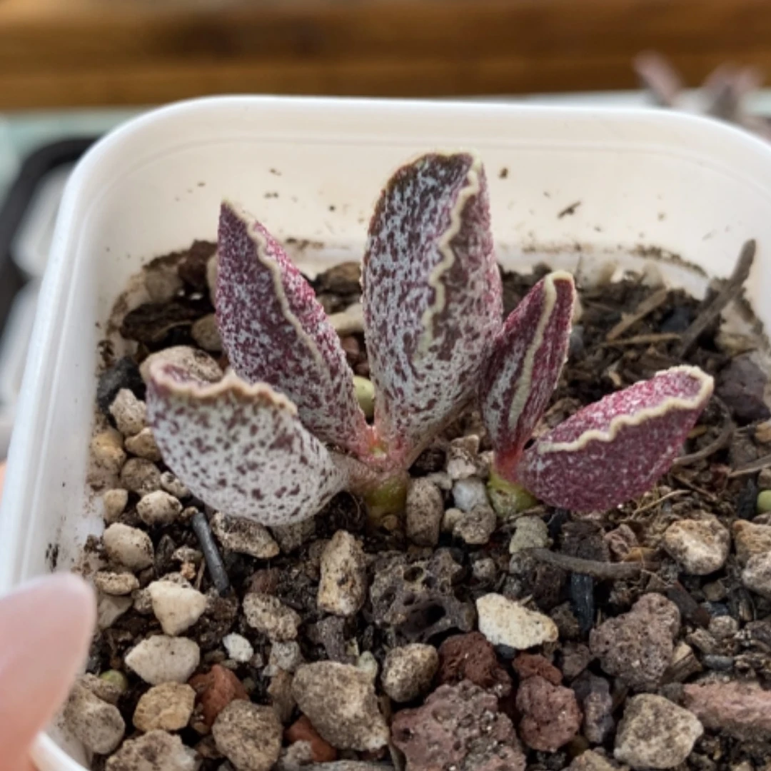 【闪购商品】无花朵花螺