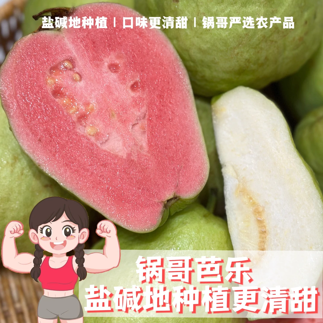 锅哥芭乐番石榴海边露天盐碱地种植更清甜应季水果蔬菜