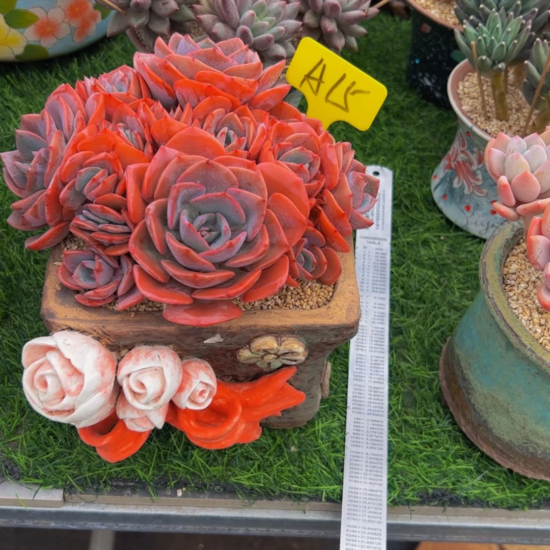 欣*手捧花尘埃玫瑰带盆