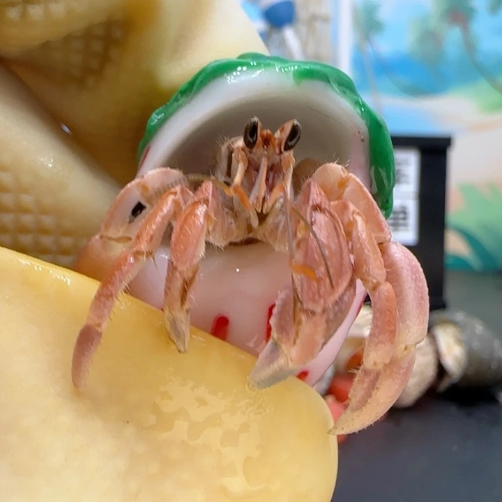 A39粉色草莓壳 灰白1.3cm口径